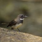 Pied Fantail